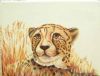 "Cheetah Resting MISSING/STOLEN?"