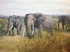 "Elephfants"