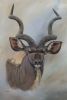 "The Kudu Portrait"