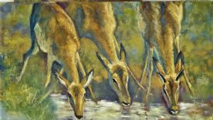 "Three Springbok at Waterhole"