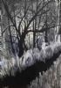 "Dark Forest"