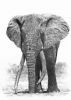 "Tsavo's magnificent 7, LU-1, Lugard"