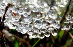 "Hanging by a Thread"