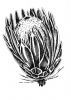 "Protea Pen 2017"