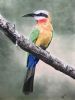 "White-Fronted Bee-Eater"