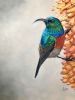 "Greater Double Collared Sunbird"