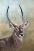 "Kobus - Waterbuck Bull"