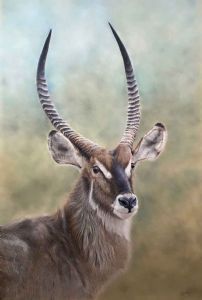 "Kobus - Waterbuck Bull"