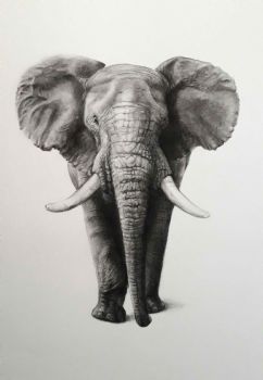 "African Elephant"