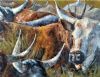"Horns (Nguni Cattle)"