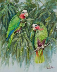 "Cuban Amazon Parrots"