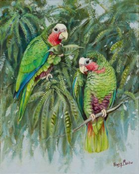 "Cuban Amazon Parrots"