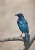 "Cape Starling"