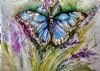 "Brenton Blue butterfly"