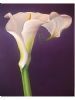"Plum Arum Lily"
