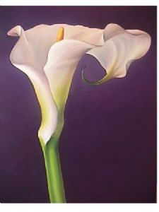 "Plum Arum Lily"