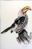 "Yellow Billed Hornbill"