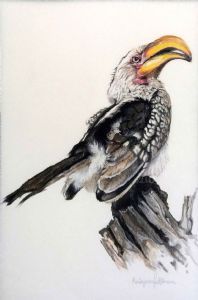 "Yellow Billed Hornbill"