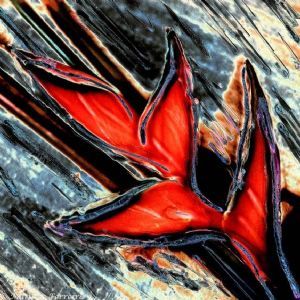 "Sterilitzia Red"