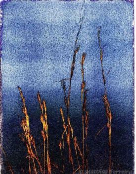 "Wheat Field"