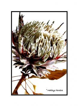 "Protea"