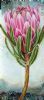 "Upright Rectangular Pink Protea, Stencil Detail"