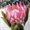 "Pin Protea, National Flower s.A."