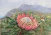 "King Protea"