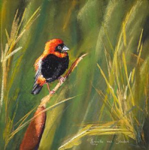 "Southern Red Bishop"