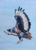 "Jackal Buzzard"
