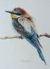 "European Bee Eater - Juvenile"