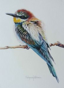 "European Bee Eater - Juvenile"