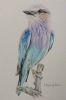 "Lilac Breasted Roller"