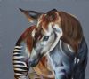 "Okapi"