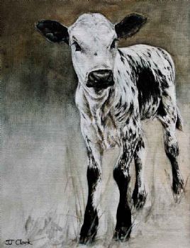 "Nguni Calf - Anke"