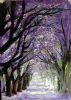 "Jacaranda Pathway"