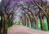 "Jacaranda Pathway 2"