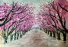 "Pink Jacarand Pathway"