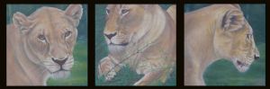 "3 Lions"