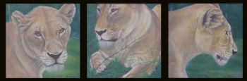 "3 Lions"