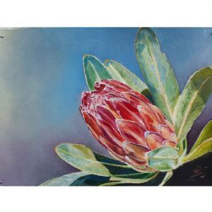 "Cape Protea 1"