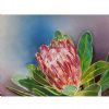 "Cape Protea 2 "