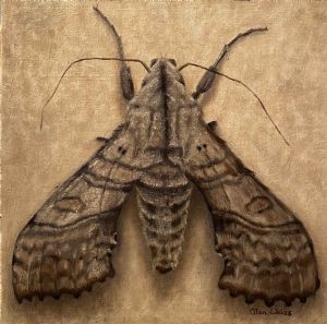 "Hawk Moth"