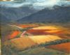"Autumn Vineyards, De Doorns"