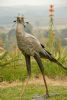 "Secretary Bird 2 Livesize "