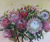 "Proteas Nr 16"