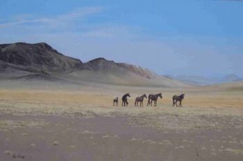 "Dersert horses Aus"
