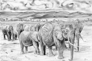 "Elephant Herd"