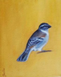 "Sparrow - Orange"