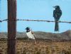 "Sitting On A Fence 2"